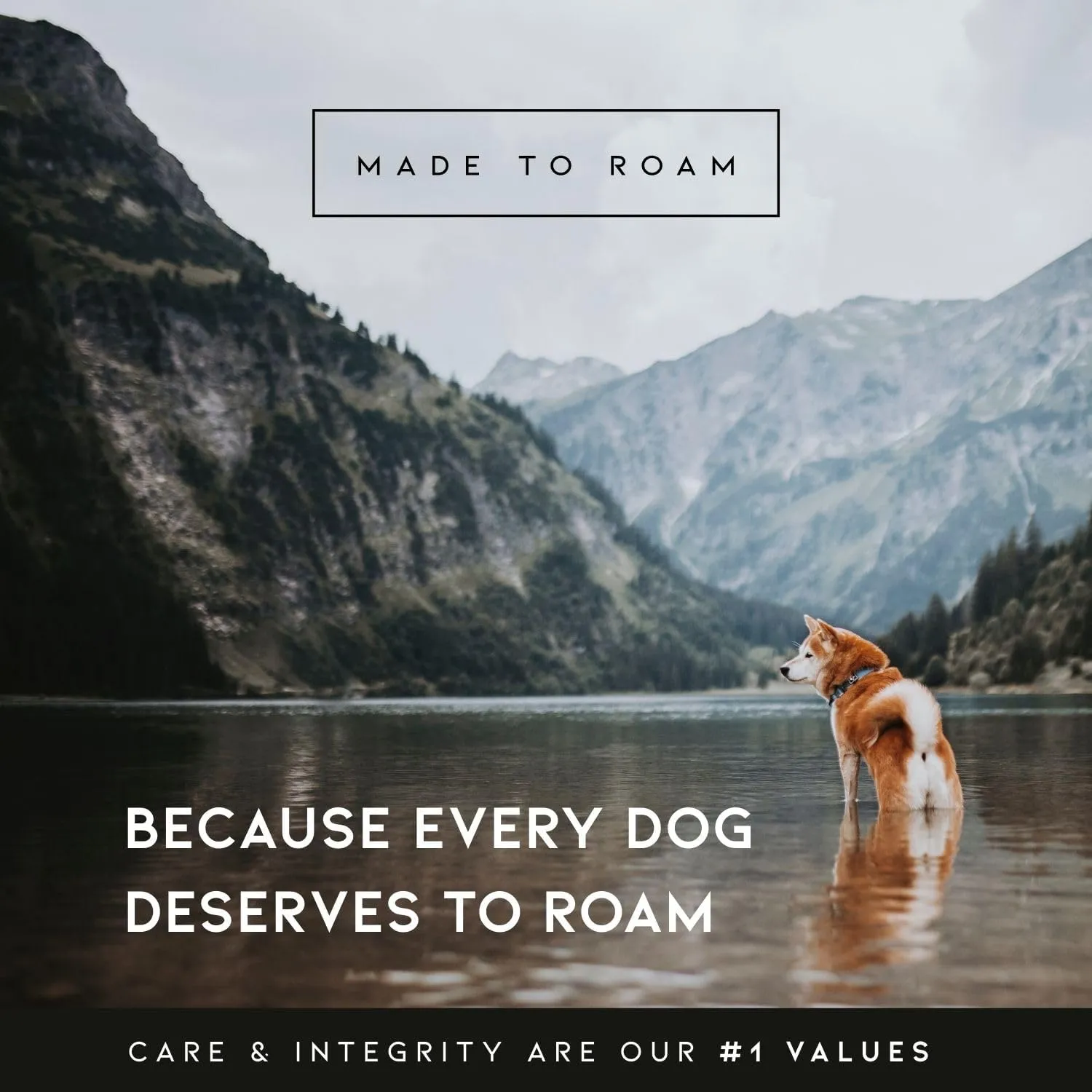 MADE TO ROAM Premium Explorer Leash - Climbing Rope Leash with Autolocking Aviation Aluminum Carabiner - Oregon Haze, 4ft